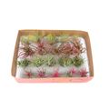 Tillandsia ionantha MIX