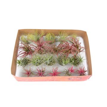 Tillandsia ionantha MIX