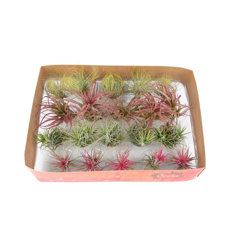 Tillandsia ionantha MIX