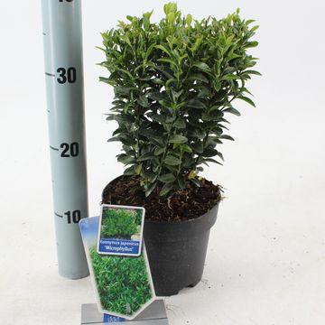 Euonymus japonicus 'Микрофиллус'