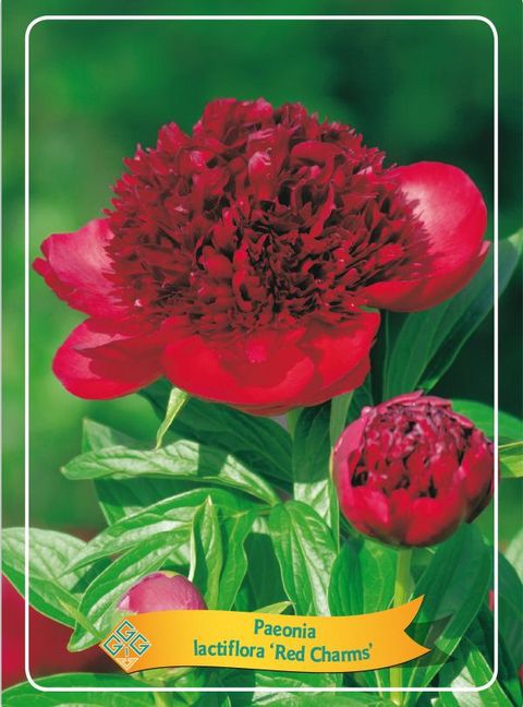 Paeonia 'Red Charm'