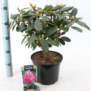 Rhododendron 'Blurettia' (About Plants Zundert BV)