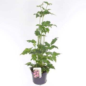 Anemone hupehensis 'Splendens'