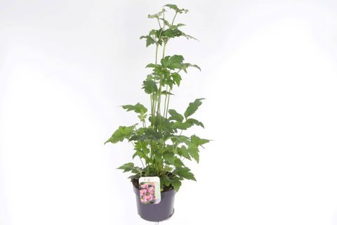 Anemone hupehensis 'Splendens'
