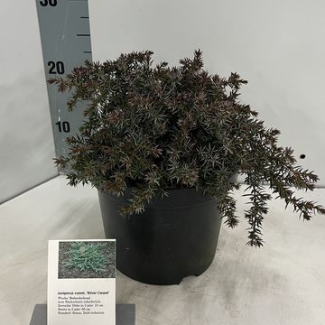 Juniperus communis 'Silver Carpet'