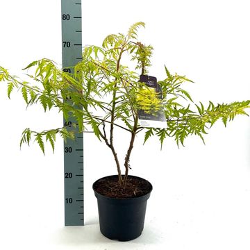 Rhus typhina TIGER EYES