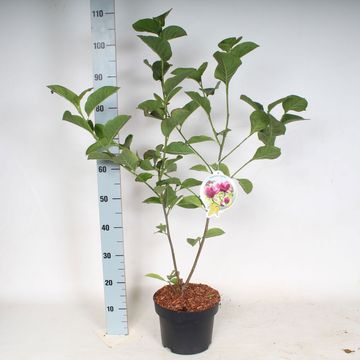 Magnolia 'Genie'