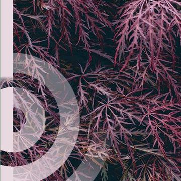 Acer palmatum 'Garnet'