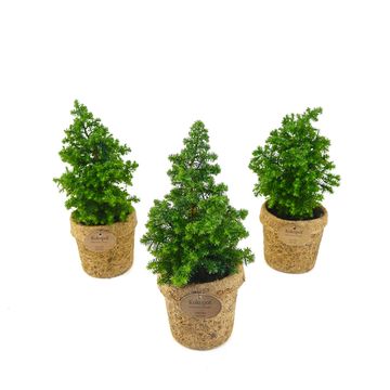 Chamaecyparis thyoides 'Top Point'