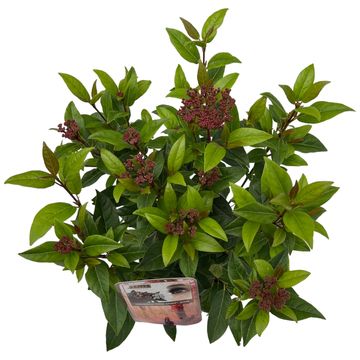 Viburnum tinus SPIRIT