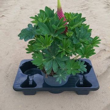 Lupinus polyphyllus MIX