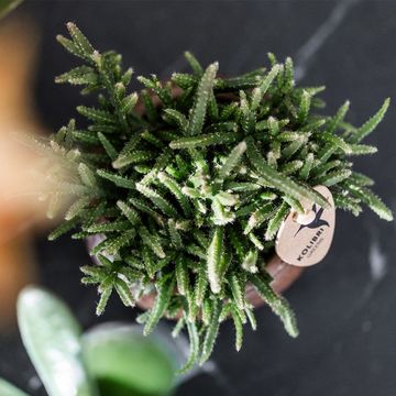 Rhipsalis MIX