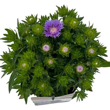 Stokesia laevis 'Mels Blue'