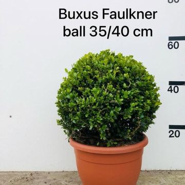 Buxus microphylla 'Faulkner'