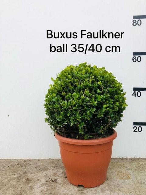 Buxus microphylla 'Faulkner'