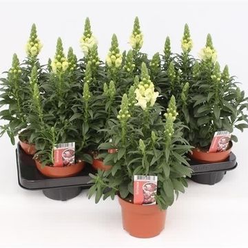 Antirrhinum FLORINI DIANA WHITE