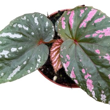 Begonia brevirimosa