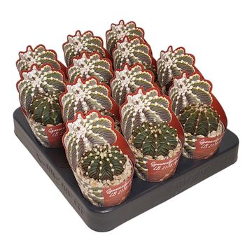 Gymnocalycium friedrichii