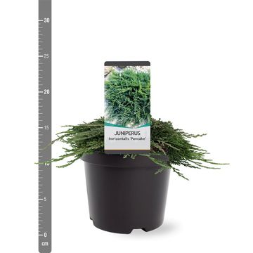 Juniperus horizontalis 'Pancake'