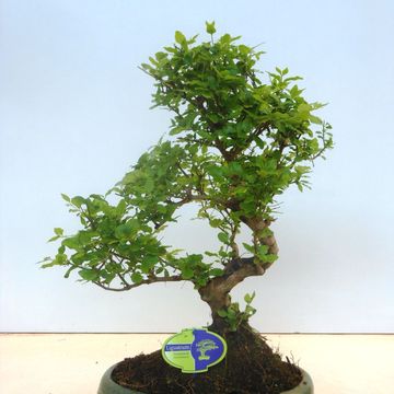 Ligustrum sinense