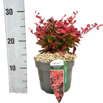 Berberis thunbergii 'Ruby Star'