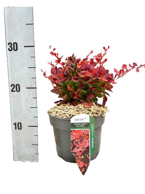 Berberis thunbergii 'Ruby Star'