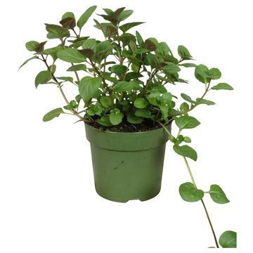 Mentha x piperita 'Granada'
