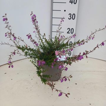 Daboecia cantabrica 'Creeping Lila'