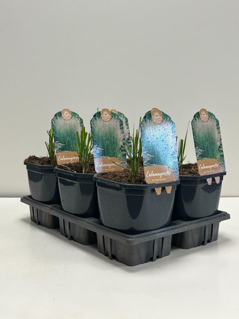 Calamagrostis x acutiflora 'Karl Foerster'