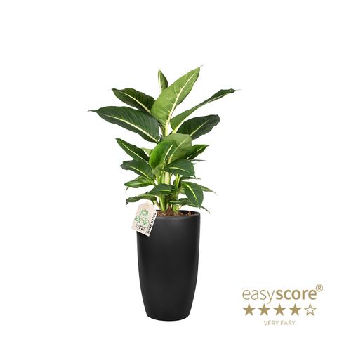 Dieffenbachia 'Green Magic'