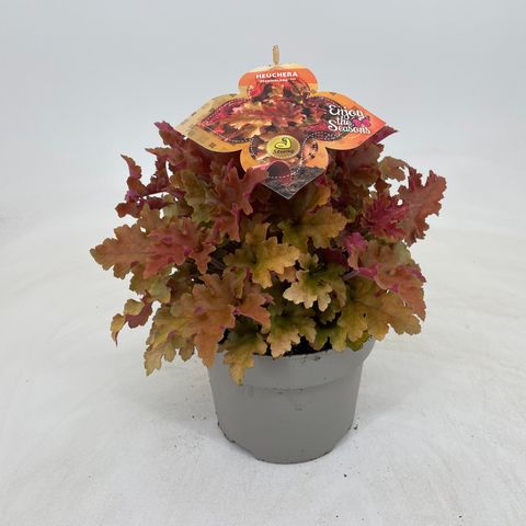 Heuchera 'Мармелад'