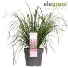 Pennisetum alopecuroides 'Red Head'