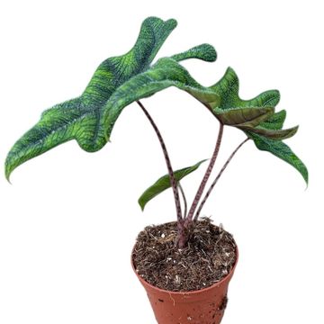 Alocasia 'Jacklyn'