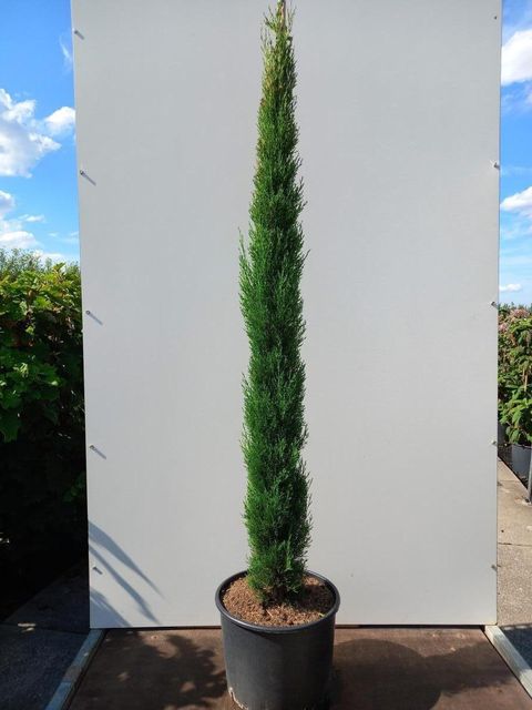 Cupressus sempervirens 'Pyramidalis'