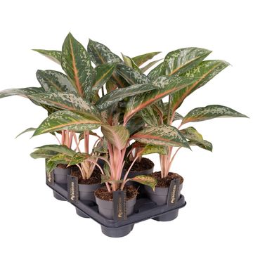 Aglaonema 'Pumkin Green'