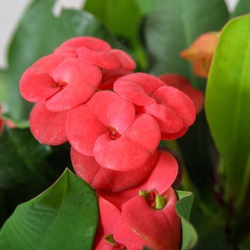 Euphorbia 'Vulcanus'