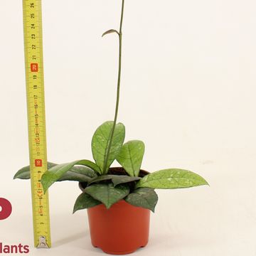 Hoya 'Crassipetiolata'