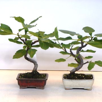 Ficus carica