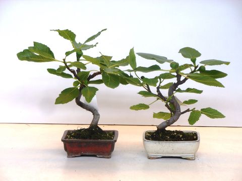 Ficus carica