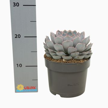 Echeveria 'Orion'