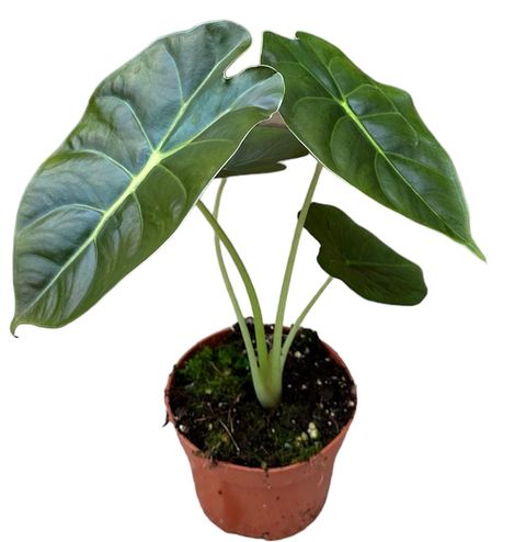 Alocasia 'Golden Bone'