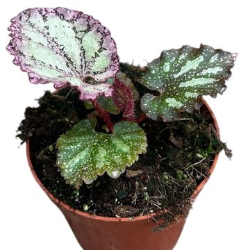Begonia 'Pink Panther'