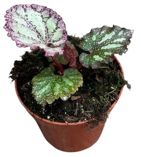Begonia 'Pink Panther'