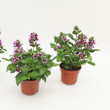 Cuphea hyssopifolia SWEET TALK LAVENDER SPLASH