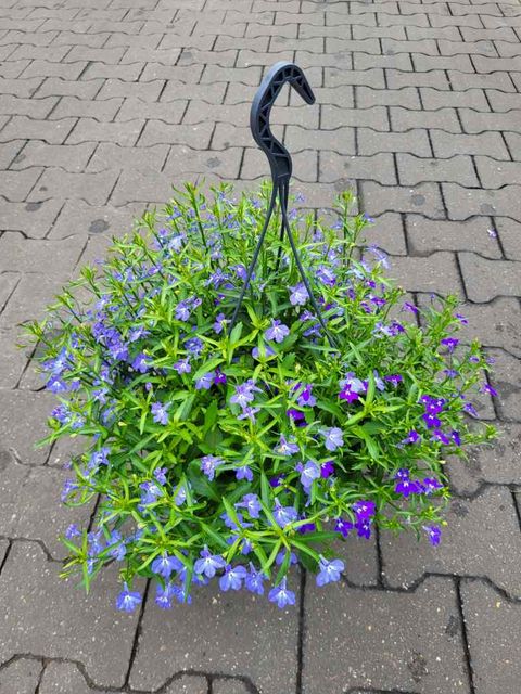 Lobelia MIX IN POT