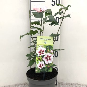 Hibiscus syriacus 'Hamabo'
