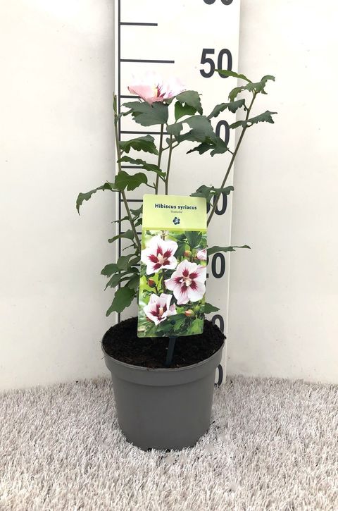 Hibiscus syriacus 'Hamabo'