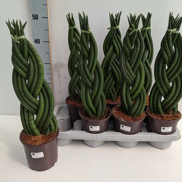 Sansevieria cylindrica 'Braid'