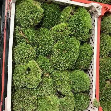 Substrates CUSHION MOSS