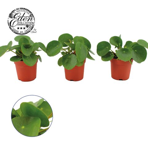Pilea peperomioides